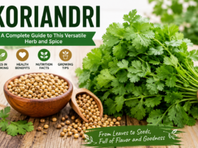Fresh koriandri leaves and coriander seeds displayed on a wooden table, showcasing the herb's culinary uses and health benefits.