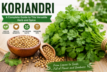 Fresh koriandri leaves and coriander seeds displayed on a wooden table, showcasing the herb's culinary uses and health benefits.